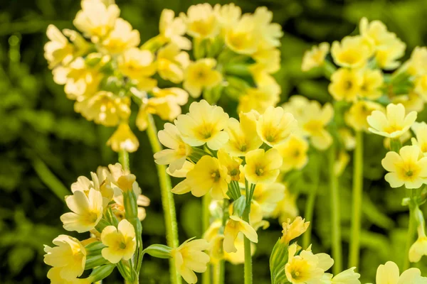 Sunny Illuminated Yellow Cowslip Flowers Closeup — Stock Photo, Image