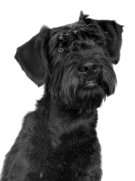 Portret Van Een Zwart Gekleurde Schnauzer Hond Witte Rug — Stockfoto