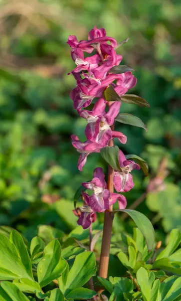 Sol Iluminado Corydalis Cava Flor Primavera — Fotografia de Stock