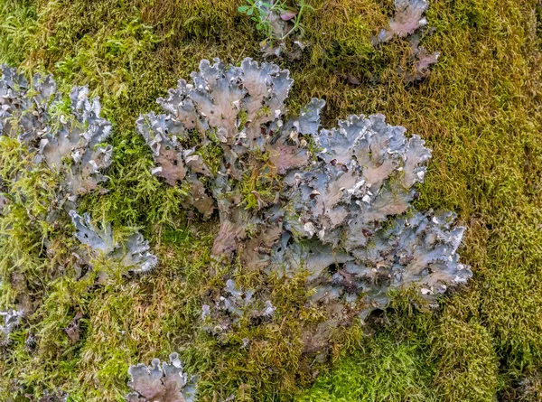 Closeup Shot Lichen Species Named Peltigera Praetextata — Stock Photo, Image