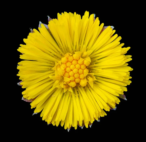 Yellow Coltsfoot Flower Head Black Back — Stock Photo, Image