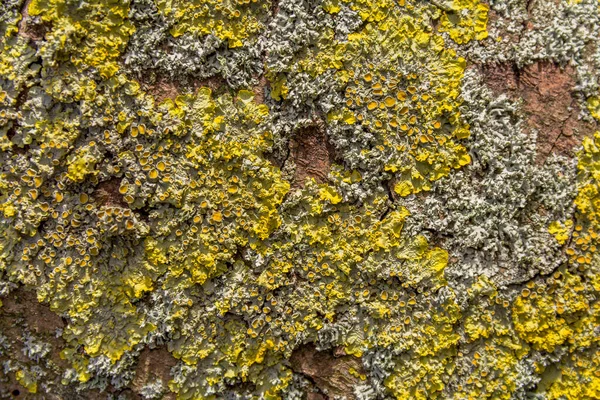 樹皮表面に黄色の地衣類のクローズアップ — ストック写真