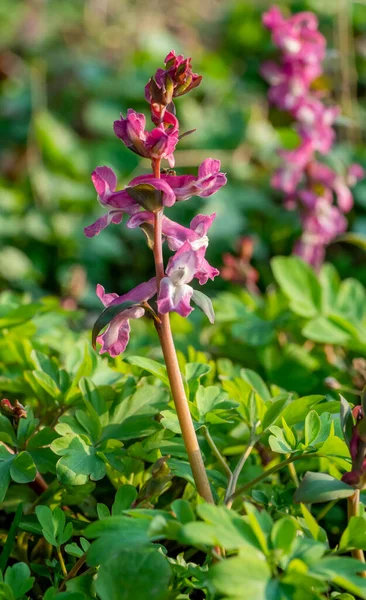 Sole Illuminato Corydalis Cava Fiori Primavera — Foto Stock