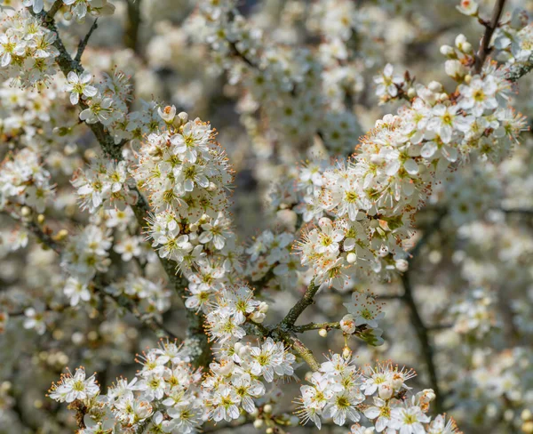 Pełny Kadr Szczegółowo Ujęcie Pokazujące Wiele Białych Kwiatów Drzewa Wiosnę — Zdjęcie stockowe
