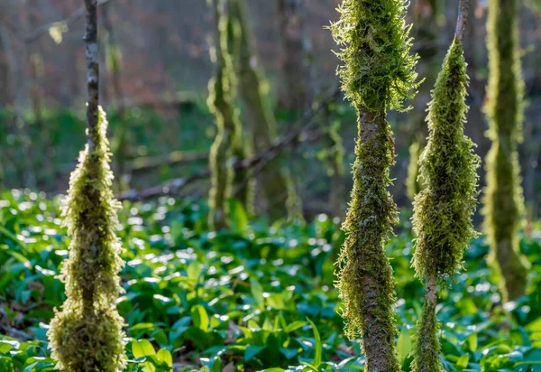 Sonnig Beleuchtete Natürliche Waldkulisse Zur Frühlingszeit — Stockfoto
