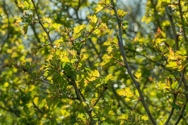 Soligt Upplyst Naturlig Tät Vegetation Detalj Tidigt Våren — Stockfoto