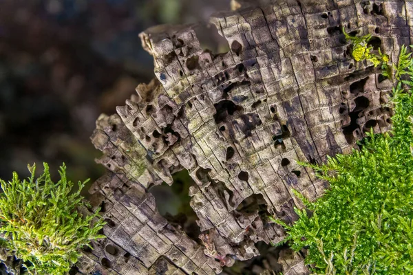 Old Perforated Wood Moss Closeup — Stock Photo, Image