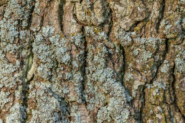 Full Frame Bark Closeup Parcialmente Coberto Com Líquen — Fotografia de Stock