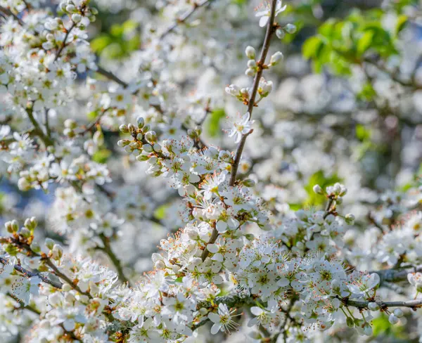 Детальный Снимок Показывающий Много Белых Цветов Деревьев Весеннее Время — стоковое фото