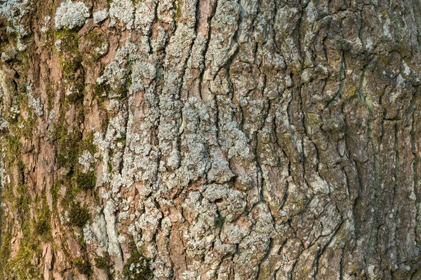 Vollformat Rindennahaufnahme Teilweise Mit Flechten Bewachsen — Stockfoto