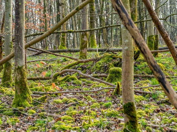 Natuurlijk Bos Landschap Het Vroege Voorjaar — Stockfoto