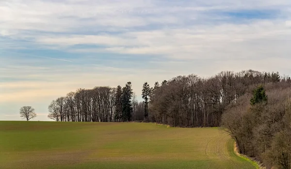 Paysages Agricoles Lisière Une Forêt Dans Sud Allemagne Début Printemps — Photo