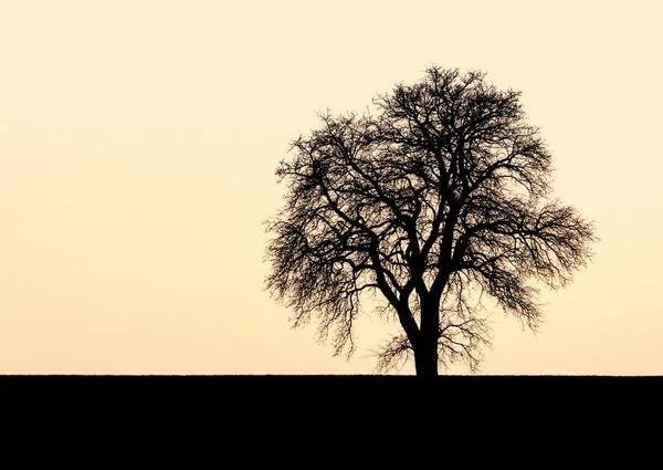 Single Tree Silhouette Front Warm Toned Evening Sky — Stock Photo, Image