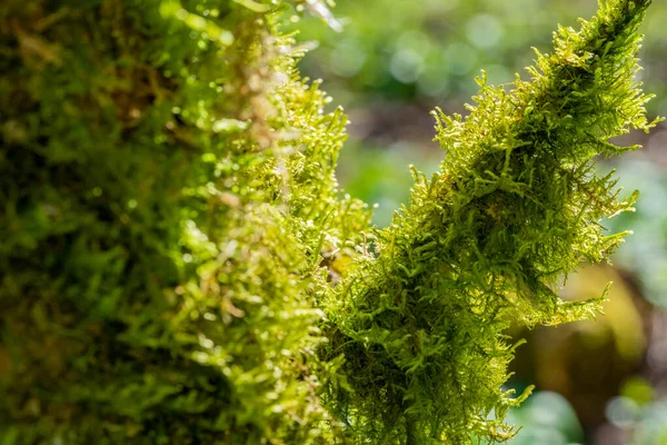 Naturlig Detalj Visar Färsk Grön Mossa Som Växer Ett Träd — Stockfoto