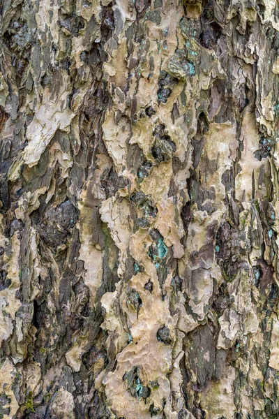 フルフレーム抽象的な樹皮のクローズアップ — ストック写真
