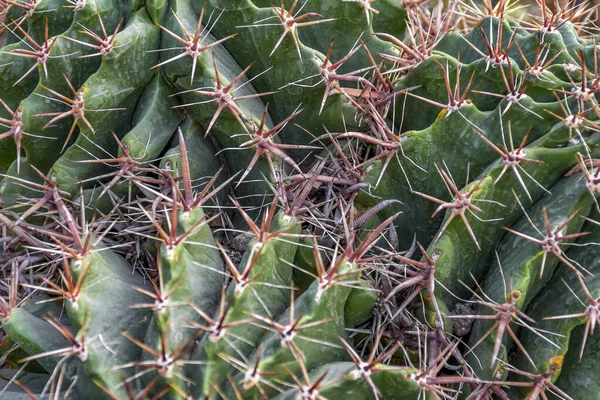 Full Frame Cactuses Closeup Shot — Stock Photo, Image