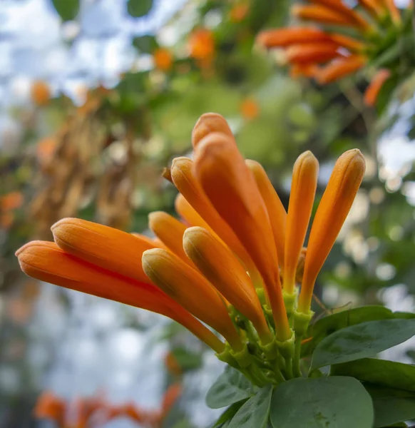 Flores Naranjas Exóticas Ambiente Natural — Foto de Stock