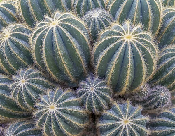 Full Ram Tät Blå Kaktusar Närbild Skott — Stockfoto