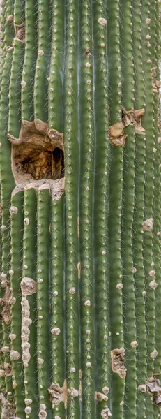 Marco Completo Cactus Primer Plano Disparo — Foto de Stock