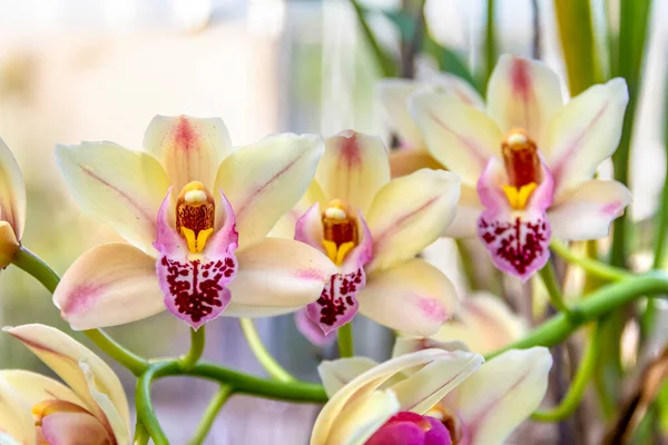 Moldura Cheia Flores Coloridas Orchid Closeup — Fotografia de Stock
