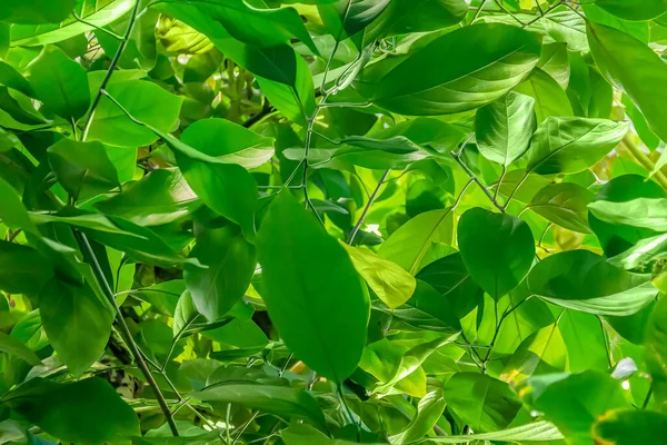 Солнечный Освещенный Сапфир Зеленый Пейзаж Растительности — стоковое фото