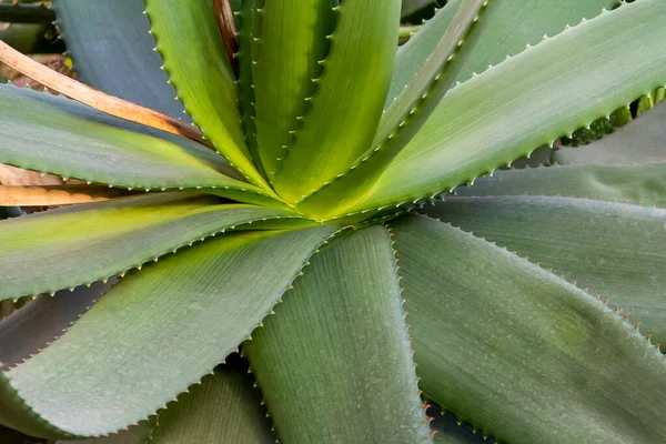 Full Frame Spiky Agave Plant Closeup — Stock Photo, Image