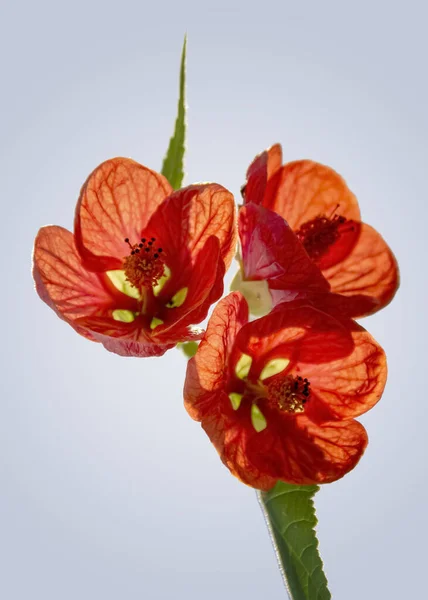 Egzotyczne Czerwony Kwiat Głowa Jasnoniebieski Szary Powrotem — Zdjęcie stockowe