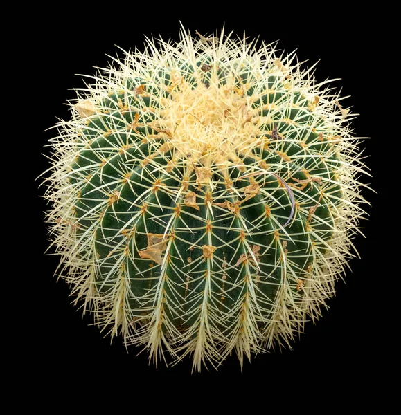 Hög Vinkel Närbild Bild Visar Kaktus Svart Rygg — Stockfoto