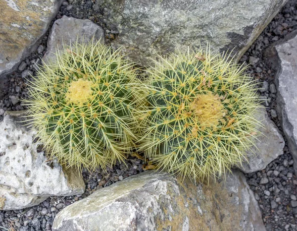 High Angle Closeup Shot Showing Two Cactuses Stony Ambiance — Stock Photo, Image