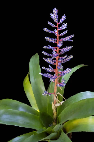 黒の背部に花の頭を持つエキゾチックなブロメリア — ストック写真