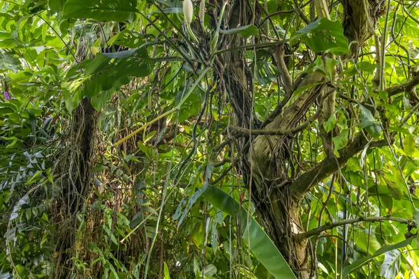 Sapful Green Jungle Vegetation Scenery — Stock Photo, Image