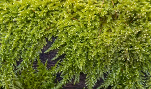 Natural Detail Showing Fresh Green Moss Growing Wooden Ground — Stock Photo, Image