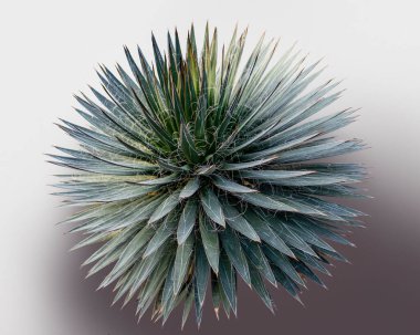 thread agave isolated in gradient back clipart