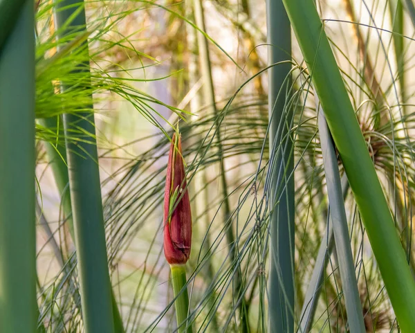 Pełna Kadr Zbliżenie Strzał Pokazując Niektóre Nil Roślinność Trawy — Zdjęcie stockowe