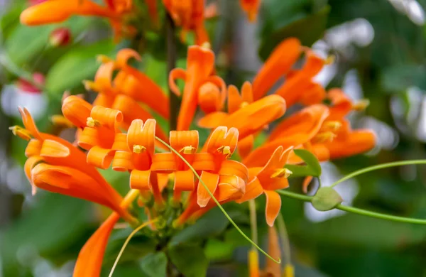 Flores Naranjas Exóticas Ambiente Natural — Foto de Stock