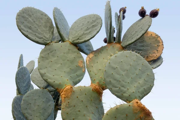 Niski Kąt Zbliżenie Ujęcie Pokazujące Kłujący Kaktus Gruszki Jasnoniebieski Plecy — Zdjęcie stockowe