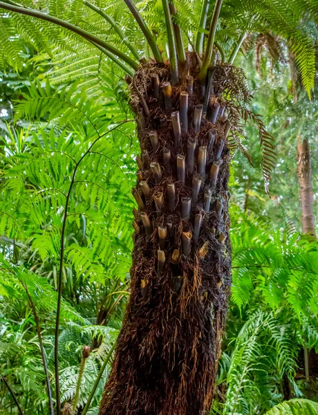 Tronco Palmeira Exótica Densa Vegetação Verde Volta — Fotografia de Stock