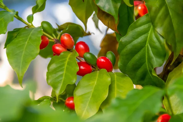 Coffea Planta Closeup Incluindo Alguns Grãos Café Vermelho — Fotografia de Stock