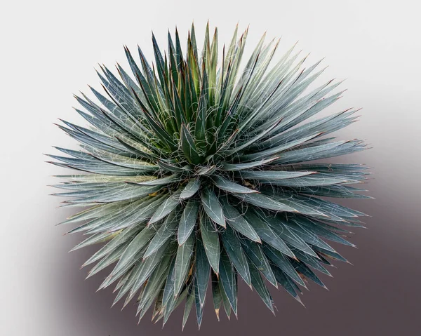 Agave Fio Isolado Gradiente Volta — Fotografia de Stock