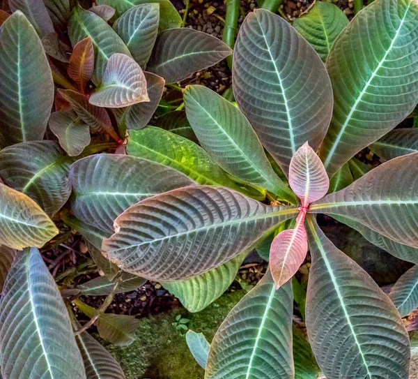 Primo Piano Colpo Venato Bicolore Rosso Verde Foglie Piante Colorate — Foto Stock