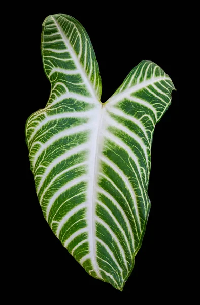 Gros Plan Une Feuille Plante Verte Veinée Dans Dos Noir — Photo