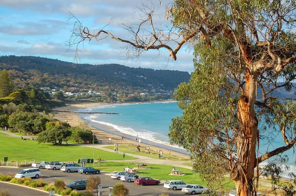 Gum tree - Lorne Stock Photo