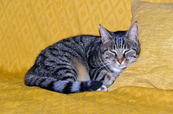 Gato dormido en la almohada — Foto de Stock