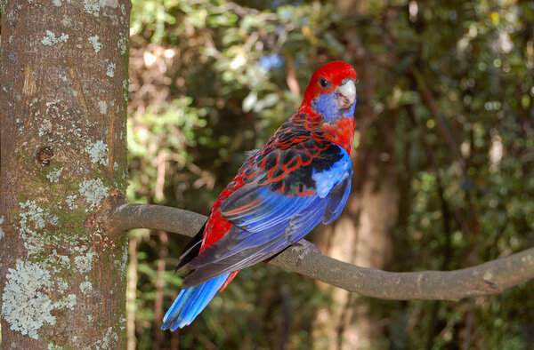 Parrot on a Branch - Melbourne