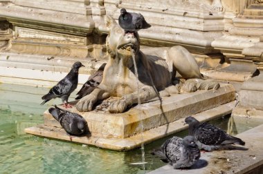 Güvercinler - Siena ile kurt