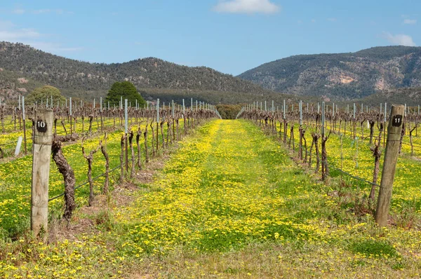 Bağ - Grampians dibinde — Stok fotoğraf