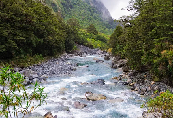 Creek - Parque Nacional de Fiordland —  Fotos de Stock