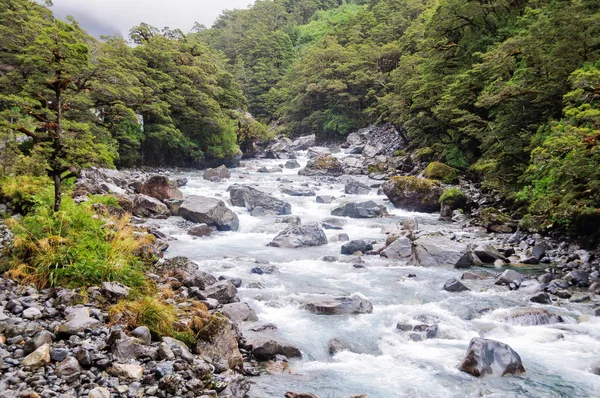 Creek - Parque Nacional de Fiordland — Fotografia de Stock