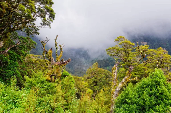 Nevoeiro em ascensão - Parque Nacional de Fiordland — Fotografia de Stock