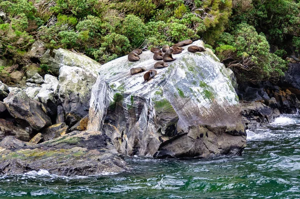 Colônia de focas de pele Milford Sound — Fotografia de Stock